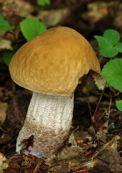 kozák hrabový Leccinum pseudoscabrum (Kallenb.) Šutara