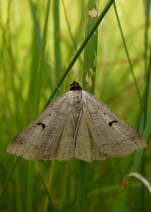 hnedopásovec kozincový Lygephila pastinum