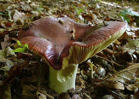 plávka tmavopurpurová Russula atropurpurea (Krombh.) Britzelm.