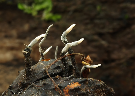 drevnatec bukový Xylaria carpophila (Pers.) Fr.