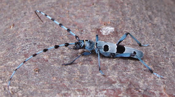 fúzač alpský rosalia alpina