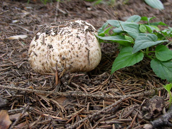 pečiarka lesná Agaricus sylvaticus Schaeff.