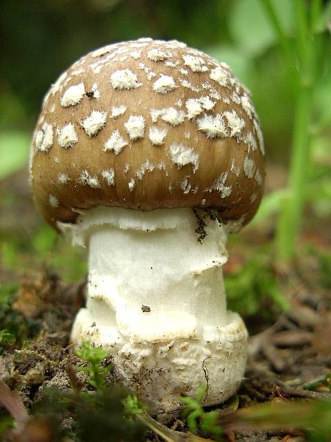 muchotrávka tigrovaná Amanita pantherina (DC.) Krombh.