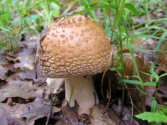 muchotrávka červenkastá Amanita rubescens Pers.