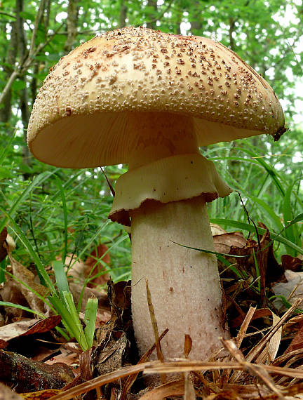 muchotrávka červenkastá Amanita rubescens Pers.