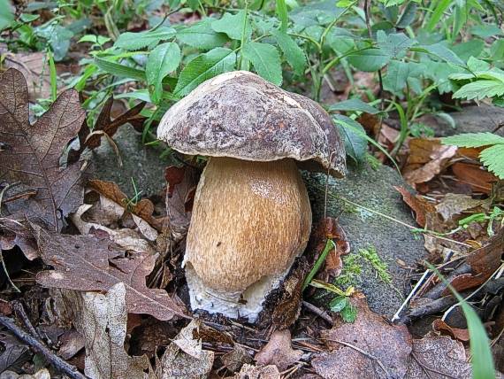 hríb bronzový Boletus aereus Bull. ex Fr.