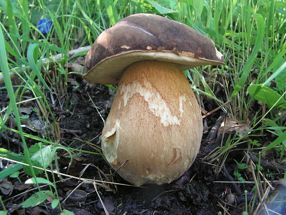 hríb bronzový Boletus aereus Bull. ex Fr.