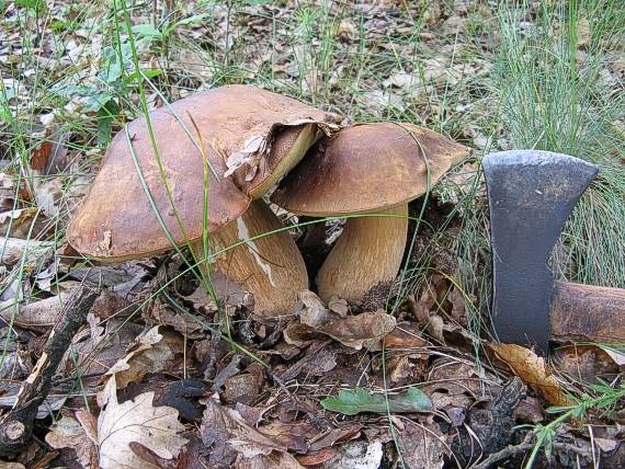 dubáci Boletus reticulatus Schaeff.