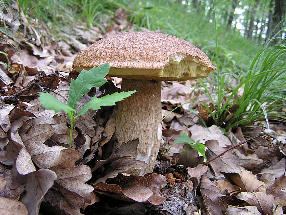 hríb dubový Boletus reticulatus Schaeff.