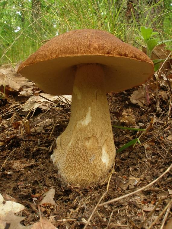 hríb dubový Boletus reticulatus Schaeff.