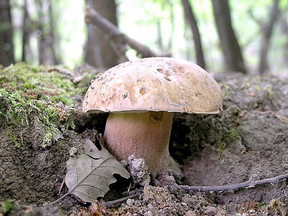 hríb dubový Boletus reticulatus Schaeff.