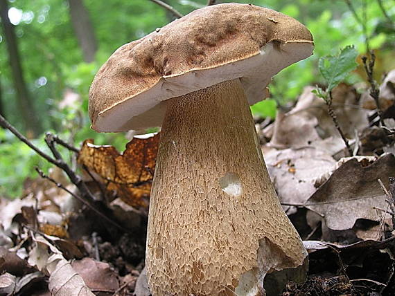 hríb dubový Boletus reticulatus Schaeff.