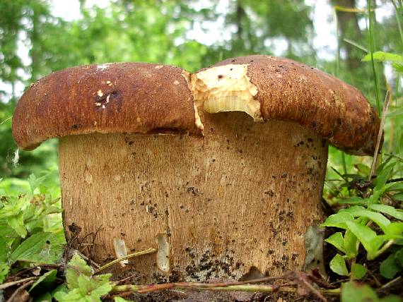 hríb dubový Boletus reticulatus Schaeff.