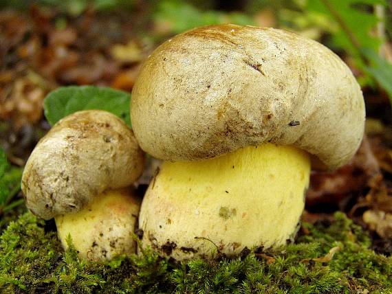 hríb striebristý Butyriboletus fechtneri (Velen.) D. Arora & J.L. Frank