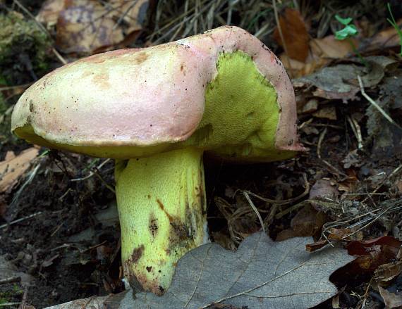 hríb kráľovský Butyriboletus regius (Krombh.) D. Arora & J.L. Frank