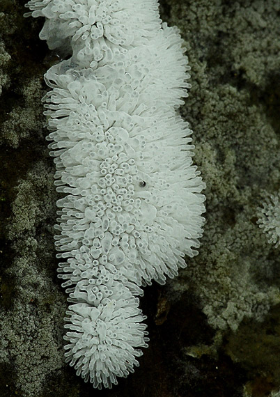 rohačka kríčkovitá Ceratiomyxa fruticulosa var. fruticulosa (O.F. Müll.) T. Macbr