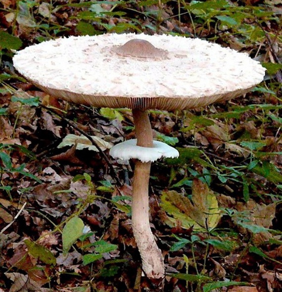 bedľa červenejúca Chlorophyllum rachodes (Vittad.) Vellinga