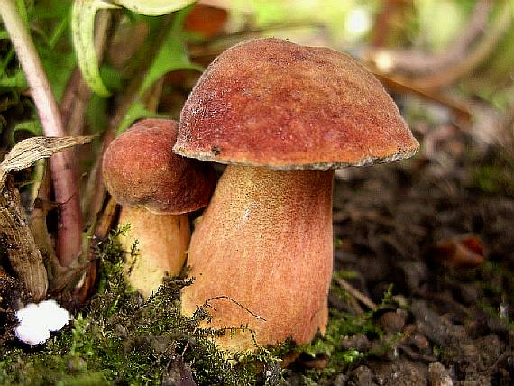 suchohríb karmínový Hortiboletus rubellus (Krombh.) Simonini, Vizzini & Gelardi