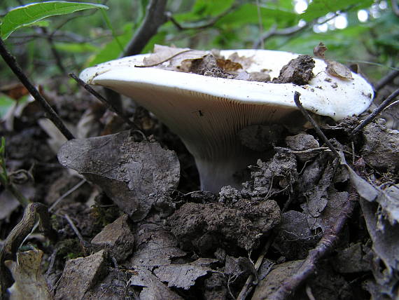 rýdzik korenistý Lactarius piperatus (L.) Pers.