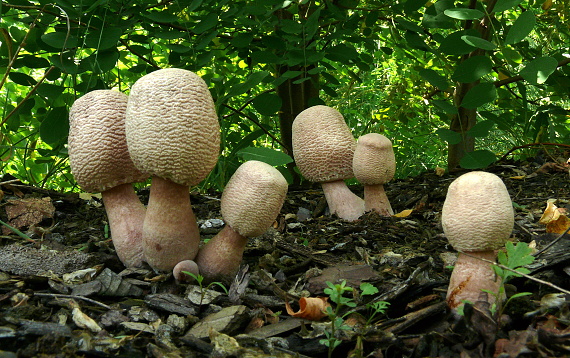 bedľovec Bresadolov Leucoagaricus americanus (Peck) Vellinga