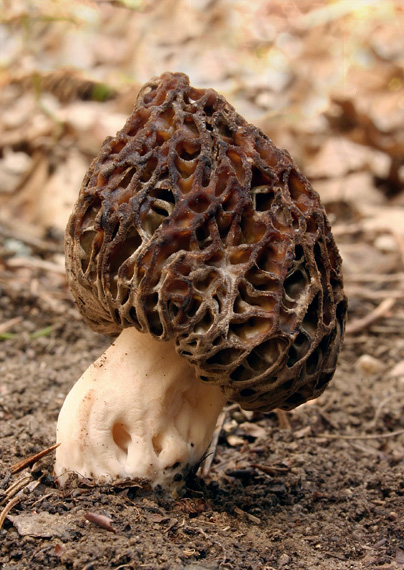 smrčok vysoký Morchella elata Fr.