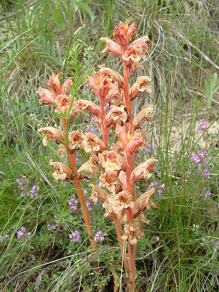 záraza biela Orobanche alba Willd.