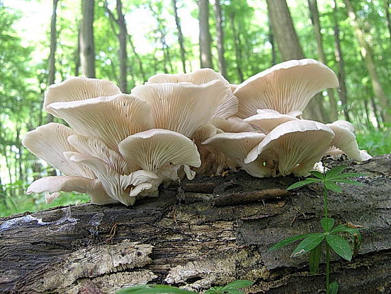 hliva buková Pleurotus pulmonarius (Fr.) Quél.