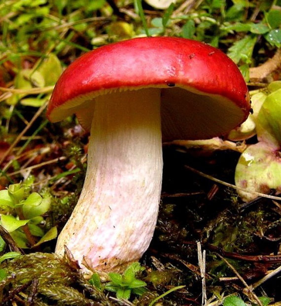 plávka vínovočervená Russula xerampelina (Schaeff.) Fr.