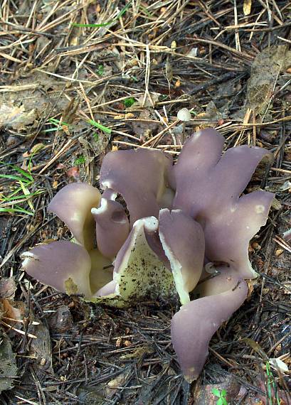 tulipánovka fialová Sarcosphaera coronaria (Jacq.) J. Schröt.