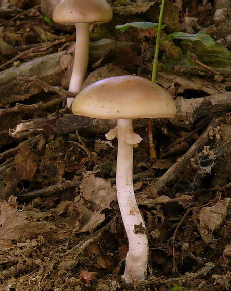 poľnička Agrocybe sp.