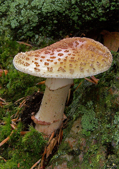 muchotrávka červenkastá Amanita rubescens Pers.