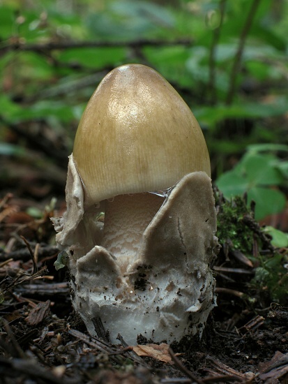 muchotrávka pošvatá Amanita vaginata (Bull.) Lam.