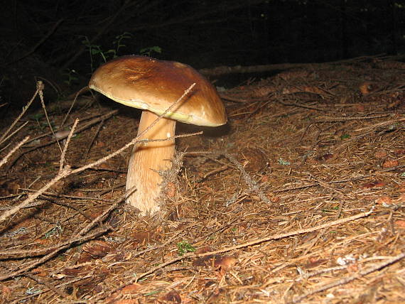 hríb smrekový Boletus edulis Bull.