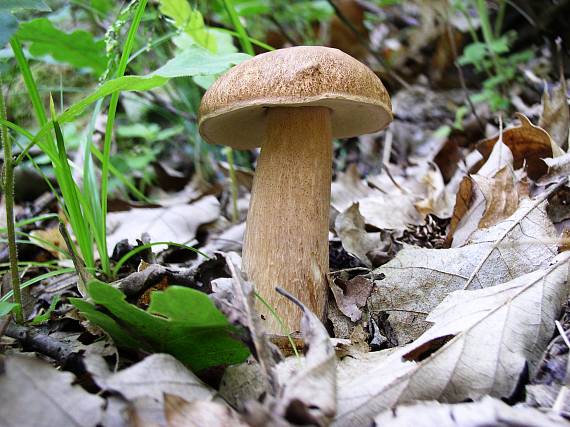 hríb dubový Boletus reticulatus Schaeff.