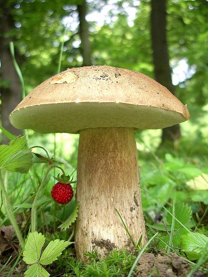 hríb dubový Boletus reticulatus Schaeff.