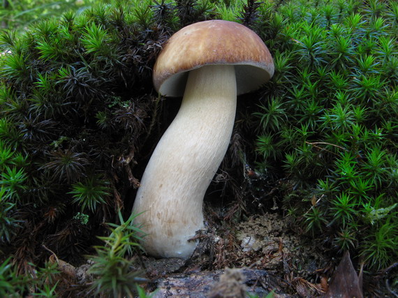 hríb Boletus sp.