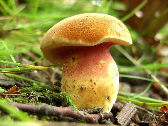 rubínovec obyčajný Chalciporus rubinus (W.G. Sm.) Singer