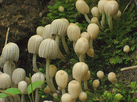 hnojník rozsiaty Coprinellus disseminatus (Pers.) J.E. Lange