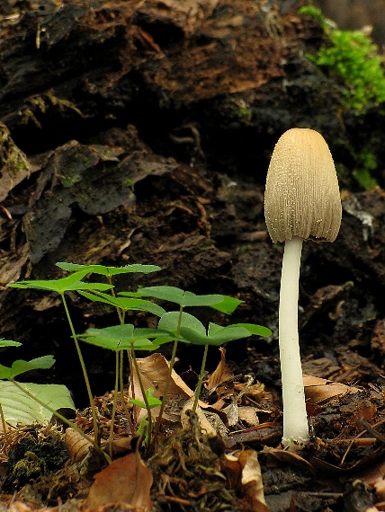 hnojník blanitý Coprinellus xanthothrix (Romagn.) Vilgalys, Hopple & Jacq. Johnson