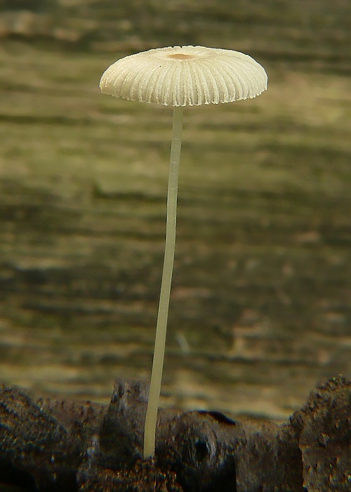 hnojník Coprinus sp.