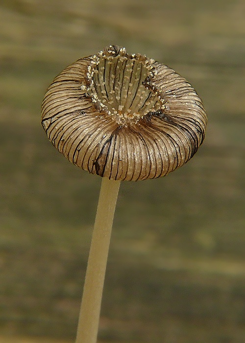 hnojník Coprinus sp.