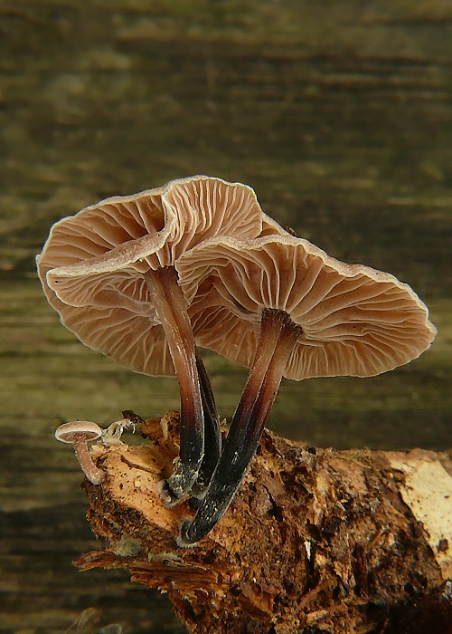 špička smradľavá Gymnopus foetidus (Sowerby) J.L. Mata & R.H. Petersen