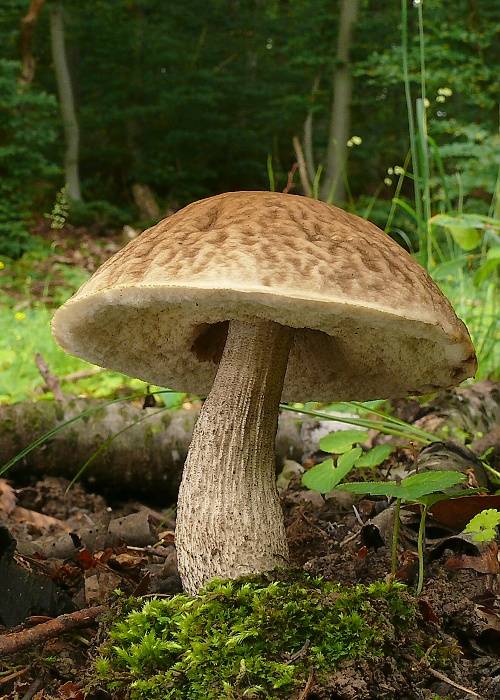 kozák hrabový Leccinum pseudoscabrum (Kallenb.) Šutara