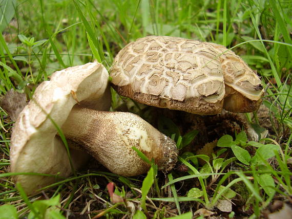 kozák brezový Leccinum scabrum (Bull.) Gray