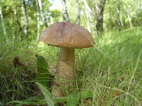 kozák brezový Leccinum scabrum (Bull.) Gray