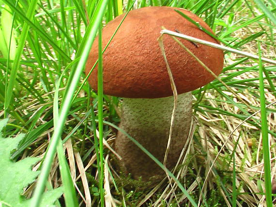 kozak Leccinum sp.