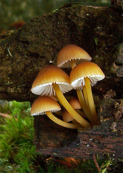 prilbička Mycena sp.