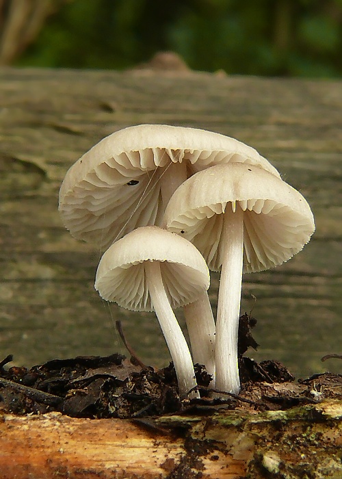 prilbička Mycena sp.