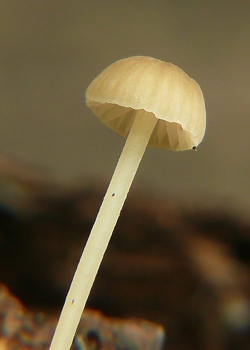 prilbička Mycena sp.