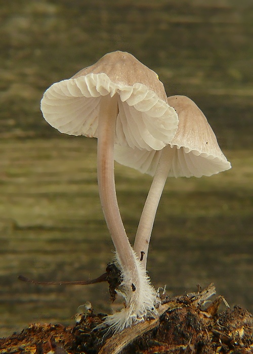 prilbička Mycena sp.